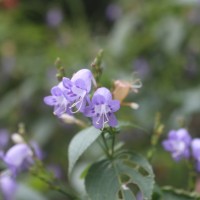 <i>Strobilanthes cordifolia</i>  (Vahl) J.R.I.Wood